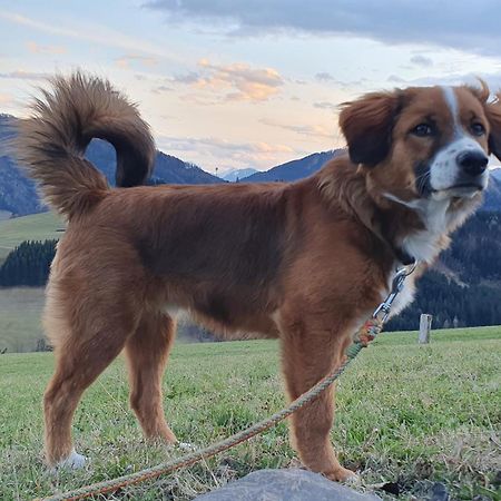 Apartamento Mitterhirschberg, Familie Schweighuber Waidhofen an der Ybbs Exterior foto